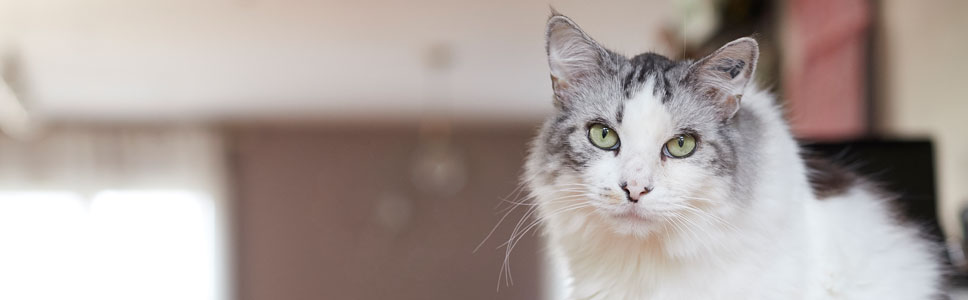 Découvrez notre gamme</br>DERMATOLOGIE CHAT